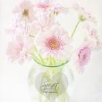 Pink Gerberas In A Vase {light Textured Version}