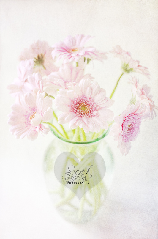 Pink Gerberas In A Vase {light Textured Version}