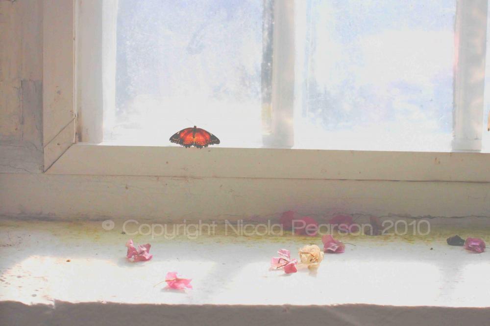The Butterfly House Limited Edition 24x20 Mounted Print